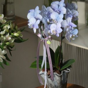 Fidrio玻璃花瓶