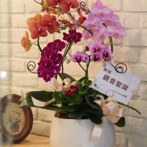 漸彩花韻