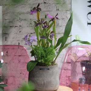 紫韻花庭
